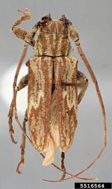  Hesychotypa aeropa,  holotype specimen; © E.H. Nearns